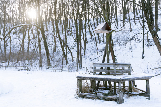 冬季自然风光，乡村边缘宁静的环境，雪白的草坪上没有人，景观元素包括一个圆形木长椅和悬挂在树上的鸟屋，晨曦时分。图片下载