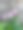 粉色的鲁埃利亚简单花图片下载