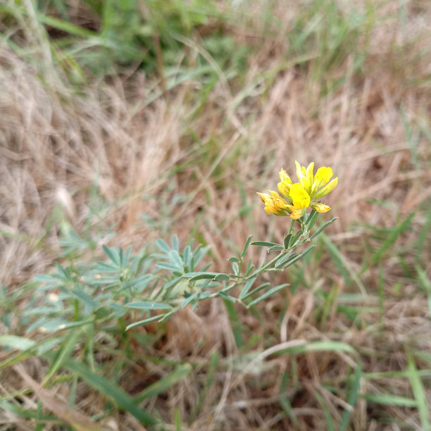 一张正方形照片，展示了一朵黄色野花，背景是干枯的秋季草地。自然背景和质感与野花相结合。图片下载