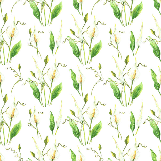 热带白色植物无缝图案。绿色叶子，火鹤花 水彩画插图图片下载