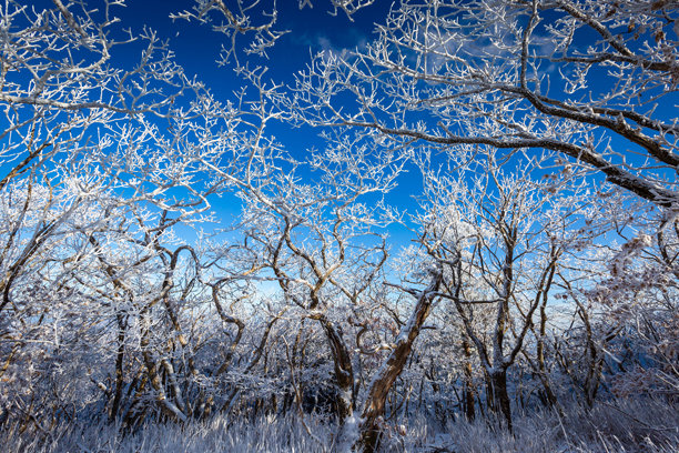 在冬季的晴天，韩国武周附近的德尔久山顶上，树枝上覆盖着雪。图片下载