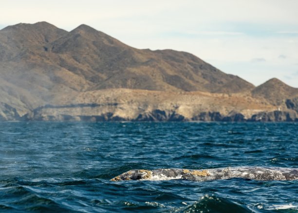特写镜头下的鲸鱼在海洋中游泳，皮肤上覆盖着附生物和须状触须。灰鲸在墨西哥蓝色海水中迁徙。野生哺乳动物的独特照片，皮肤上有甲壳类动物。图片下载