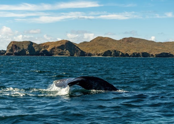 近距离拍摄的鲸鱼在海洋中游泳，展示尾巴。濒危野生动物保护。灰鲸在墨西哥蓝色海水中迁徙。独特的野生哺乳动物巨型动物照片。尾巴溅起水花。图片下载