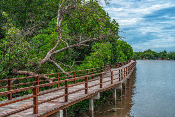 泰国罗勇省的普拉切迪克朗南红树林。湿地地区的红树林背景，淡水与海水交汇处。自然与环境保护理念。图片下载