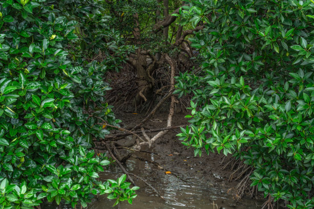 泰国罗勇省的普拉切迪克朗南红树林。湿地地区的红树林背景，淡水与海水交汇处。自然与环境保护理念。图片下载