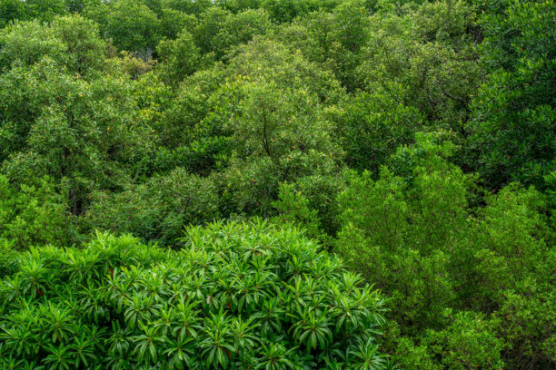 泰国罗勇省的普拉切迪克朗南红树林。湿地地区的红树林背景，淡水与海水交汇处。自然与环境保护理念。图片下载