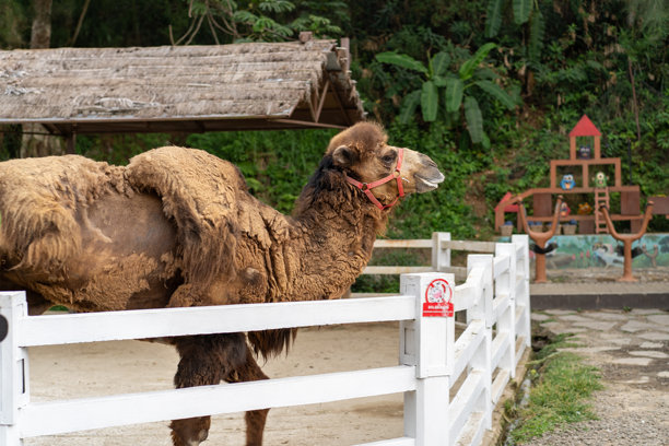 动物园里的骆驼图片下载