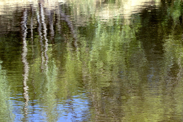 森林在湖面上的倒影照片。图片下载