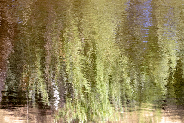 森林在湖面上的倒影照片。图片下载