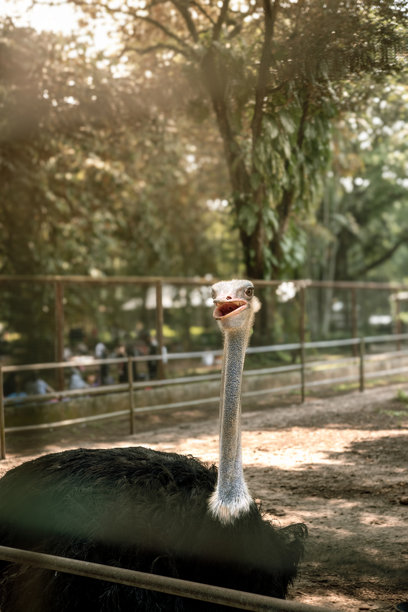 一只羽毛浓密的黑色鸵鸟的肖像照片。鸵鸟是今天存活的最大鸟类。鸵鸟无法飞行。图片下载