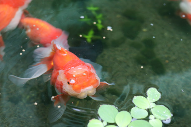 在水族鱼池里游泳的金鱼近景图片下载