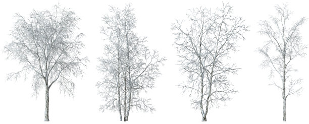 冬季树木被雪霜覆盖，白色背景的3D渲染剪切图图片下载