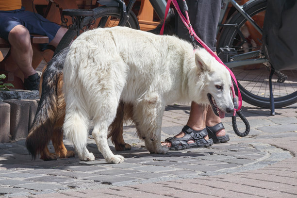 炎热的天气里，街上的白色毛茸茸的狗图片下载