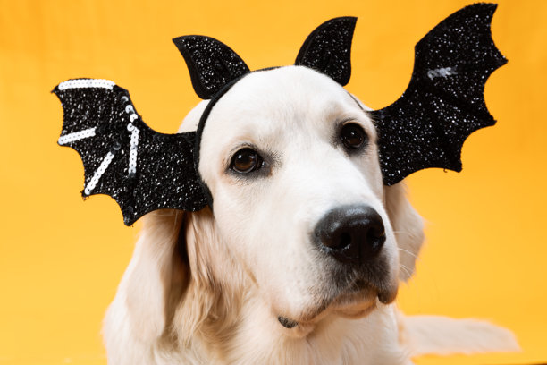 戴着翅膀和耳朵的金毛猎犬万圣节头带。图片下载