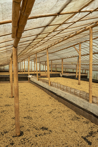 绿色咖啡豆在温室中铺开晾干 - 股票照片图片下载