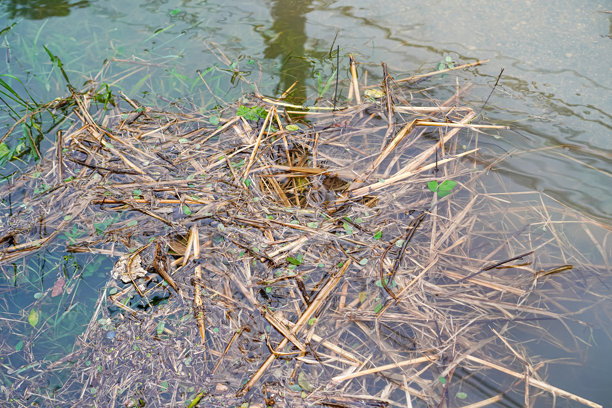 一张照片显示在风暴SOULIK经过泰国北部几天后，洪水冲走的草屑在路上的情景，清迈，泰国。图片下载