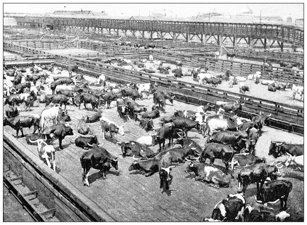 古董图片：食品行业，肉类屠宰场，牛图片下载