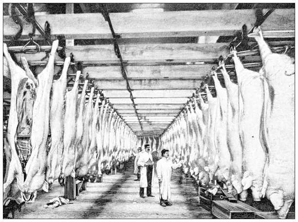 古董图片：食品行业，肉类屠宰场，检查员标记猪肉图片下载