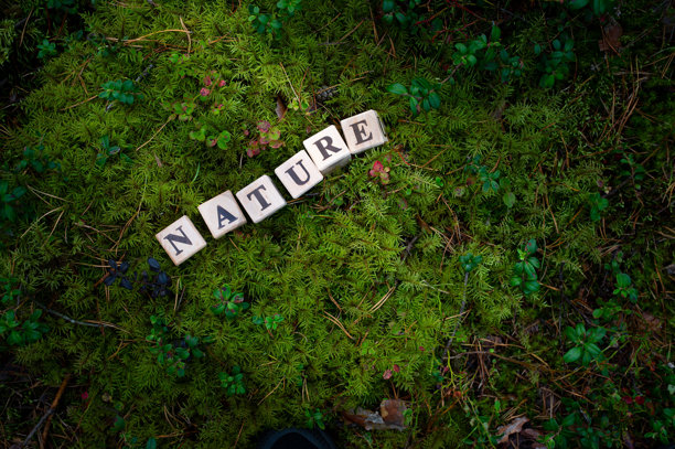 世界环境日。世界气候变化日。清洁空气日。联合国气候变化大会 2024年11月。用木块拼成的“滋养”字样，背景为绿色苔藓森林。图片下载