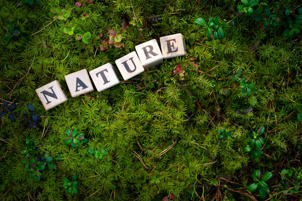 世界环境日。世界气候变化日。清洁空气日。联合国气候变化大会 2024年11月。用木块拼成的“滋养”字样，背景为绿色苔藓森林。图片下载