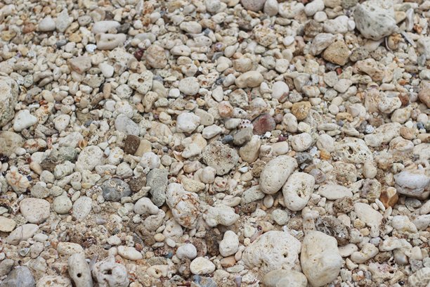 海滩沙子、珊瑚石和海贝壳的纹理照片。图片下载