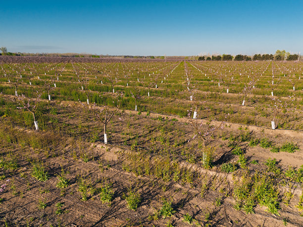 春季桃树种植园的鸟瞰图图片下载