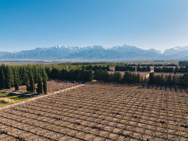 春季桃树种植园的鸟瞰图图片下载