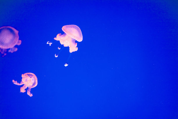 五光十色的水母在水族馆中发光图片下载