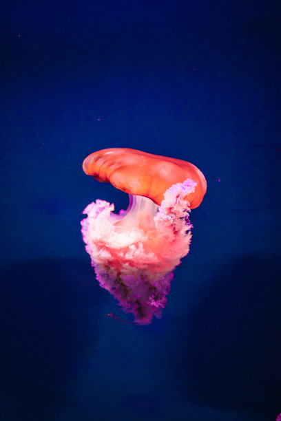 五光十色的水母在水族馆中发光图片下载