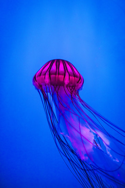 五光十色的水母在水族馆中闪烁着灯光图片下载