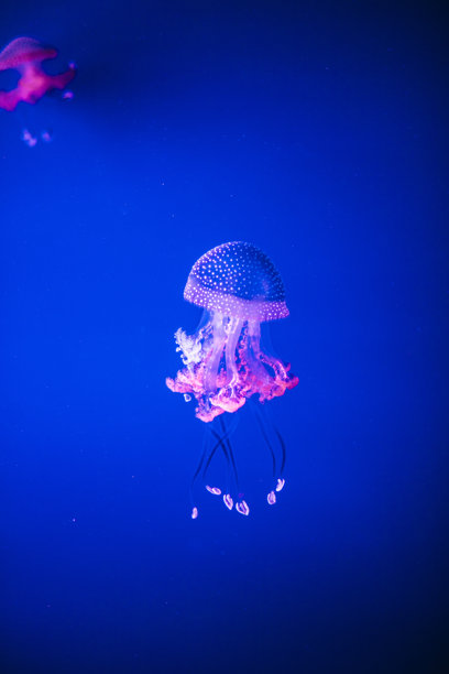 五光十色的水母在水族馆中发光图片下载