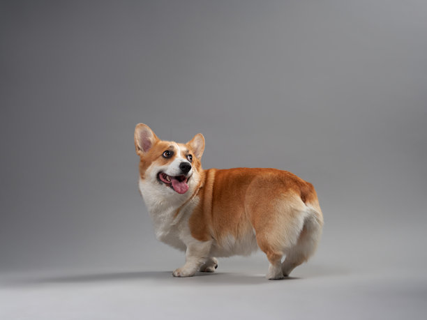 灰色背景上的柯基犬图片下载