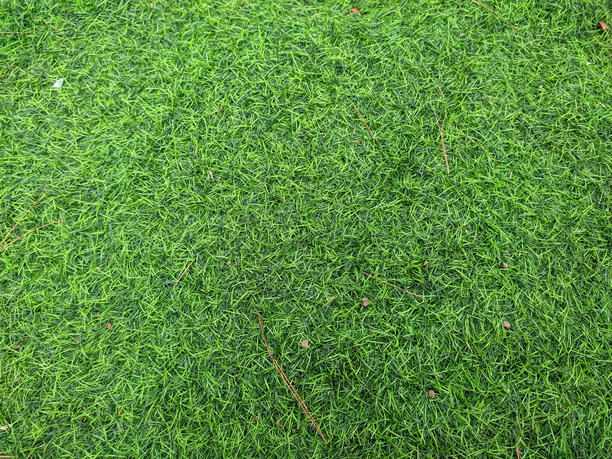 鸟瞰图：一片空旷的绿色草地图片下载