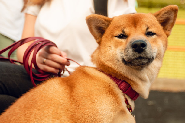 纯种日本犬柴犬的动物肖像，户外拍摄。展现了与家犬的积极生活方式，宠物照片。图片下载