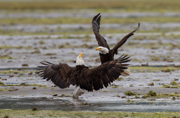 浅滩对峙图片下载