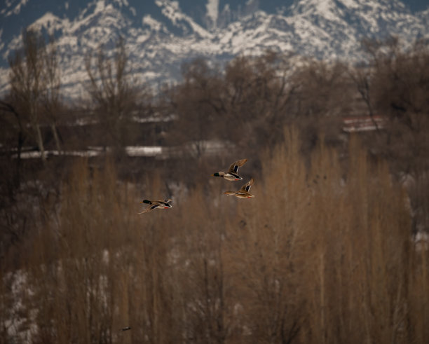鸭子在天空中盘旋图片下载