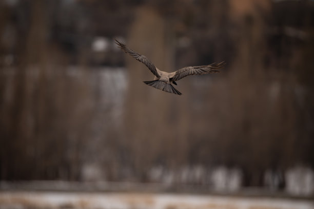 鸭子在天空中盘旋图片下载