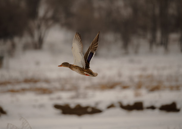 鸭子在天空中盘旋图片下载