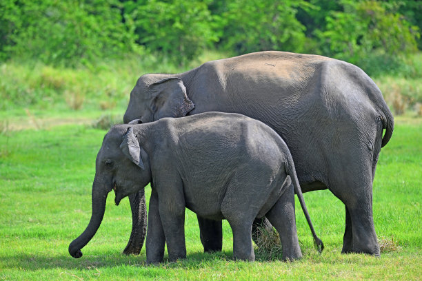 在西吉里雅的母象和幼象。图片下载