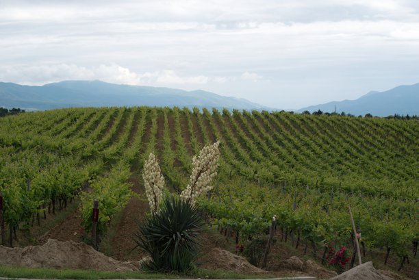 保加利亚基尤斯滕迪尔的葡萄园图片下载