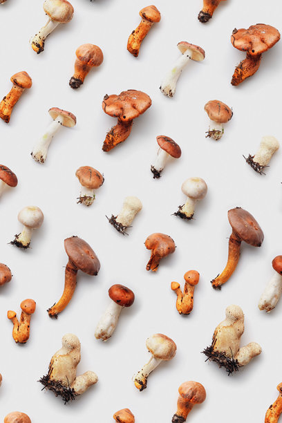 一组野生森林蘑菇的简约俯视图图案，有机自然静物照片，秋季氛围平铺，天然材料，毒蘑菇，真菌。美丽的环境，自然的秋季色调。图片下载