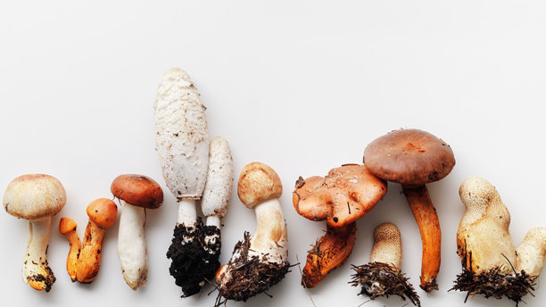 一组野生森林蘑菇的简约俯视图图案，有机自然静物照片，秋季氛围平铺，天然材料，毒蘑菇，真菌。美丽的环境，自然的秋季色调。图片下载