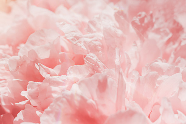 牡丹花春季假日花卉美学自然特写图案，植物设计背景，花卉俯视照片，粉白色盛开的花朵，风景美丽自然壁纸，阳光照耀图片下载