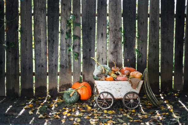 一堆不同种类的南瓜放在一辆旧金属手推车上图片下载