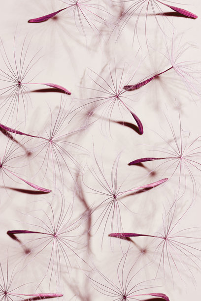 蒲公英花种子的自然抽象，天然有机纹理作为自然背景。宏观纹理，柔和的紫色和米色美学照片，带有伞状种子，植物设计。图片下载