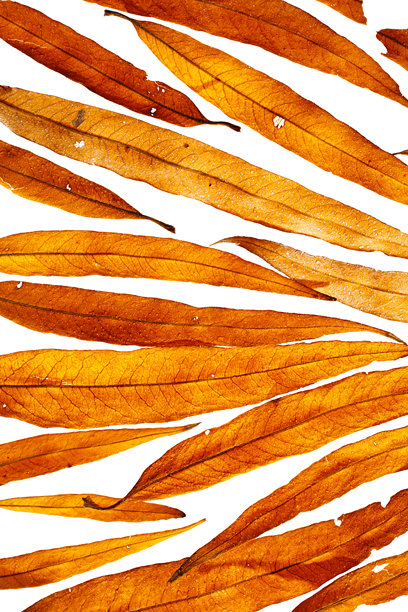 自然秋季图案，黄色和红色的叶子上带有水滴，背景为白色。美丽的秋季纹理背景，湿润的秋叶特写，自然纹理，微距照片，植物学。图片下载