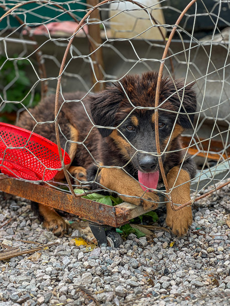 待售的狗图片下载
