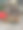 待售的狗图片下载