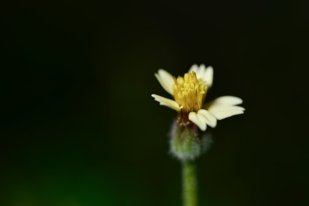 小白黄花的特写照片，中心对焦于模糊的绿色背景。图像捕捉了简单之美。图片下载