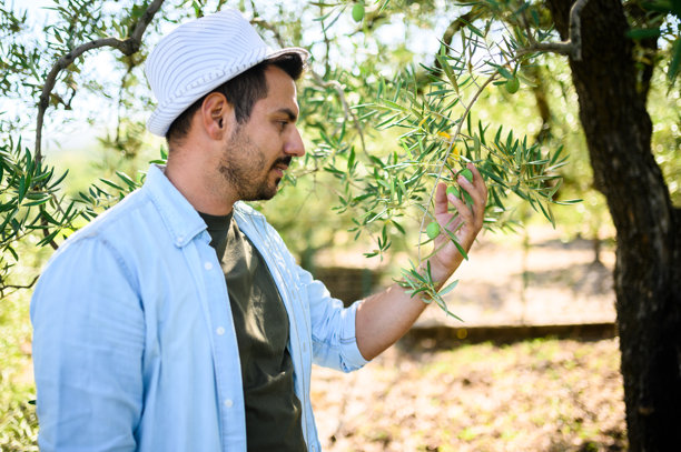 农民在果园里仔细检查橄榄树枝的生长情况图片下载